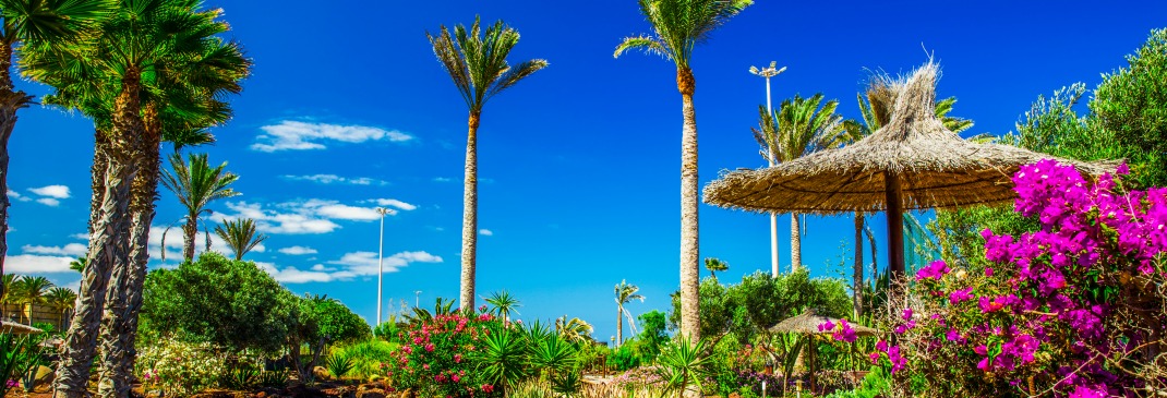 Palmen unter dem blauen Himmel Fuerteventuras.